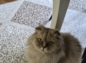 В Калининграде срочно ищут донора для кошки