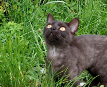 В Калининграде ищут дом для двух брошенных котят