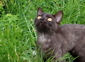 В Калининграде ищут дом для двух брошенных котят