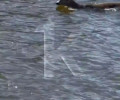 Жительница Калининграда сняла на видео плывущую по Преголе косулю и столкнулась с критикой в соцсетях