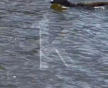 Жительница Калининграда сняла на видео плывущую по Преголе косулю и столкнулась с критикой в соцсетях