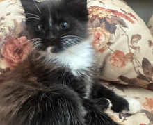 Жители Пионерского ищут новых хозяев для котят и кошки