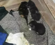 В Советске кошка с котятами оказалась заперта в подвале после действий УК