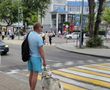 Пропала собака Ника в Зеленоградске и Калининграде
