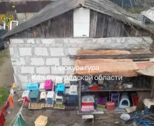 В Калининграде прокуратура требует закрыть приют для животных на Ангарской