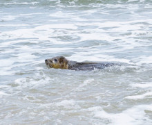 В Балтийское море выпустили ещё трёх тюленят, проходивших реабилитацию