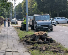 Липы на проспекте Победы в Калининграде снесли из-за аварийного состояния