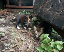 В Калининграде ищут дом для трех котят, оставшихся без матери