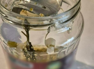 Калининградец обнаружил осколок стекла в банке маринованных помидоров белорусского производства