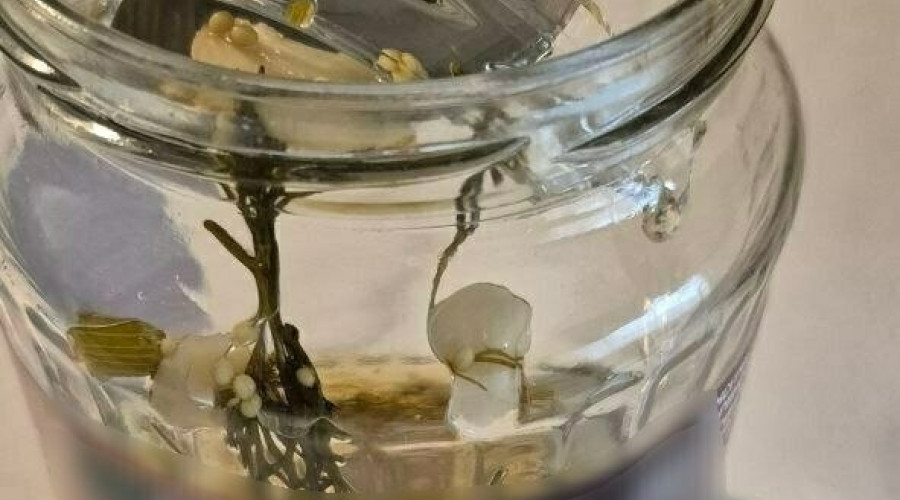 Калининградец обнаружил осколок стекла в банке маринованных помидоров белорусского производства