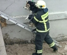 В Светлом пожарный эвакуировал собаку, оказавшуюся на островке в морском канале