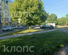 В Калининграде будущий газон на Фрунзе привлёк внимание голубей