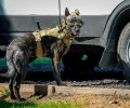 Бельгийская овчарка Бумер из Калининграда стала лучшей на Северо-Западе среди патрульно-розыскных собак