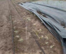 Шторм нанёс ущерб облепиховому саду в форме сердца под Зеленоградском