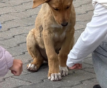 В Калининграде ищут новый дом для пятерых щенков