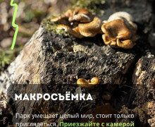 В парке «Сосновка» под Зеленоградском сохранились редкие растения и руины старинной усадьбы