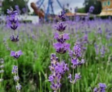 В Центральном парке Калининграда зацвела лаванда