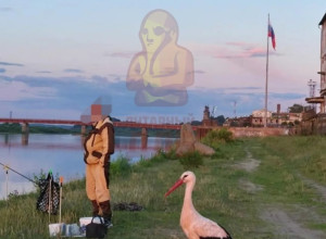 Аист-путешественник: как птица из Литвы прилетает за рыбой в Советск
