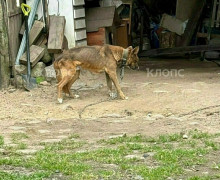 В поселке Калининградской области собака содержится на цепи в истощенном состоянии