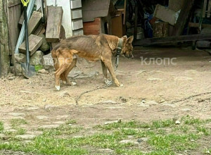 В поселке Калининградской области собака содержится на цепи в истощенном состоянии