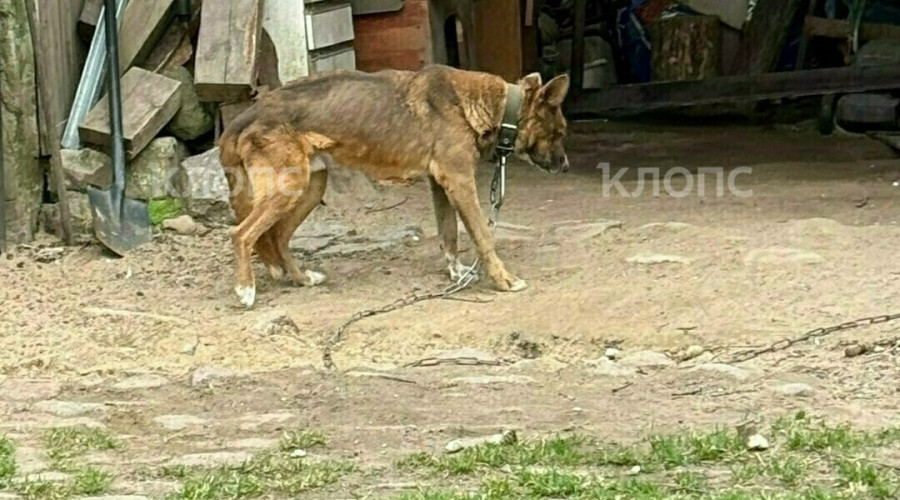 В поселке Калининградской области собака содержится на цепи в истощенном состоянии