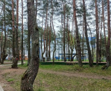 В парке у Автотор-Арены в Калининграде согласовали вырубку 37 деревьев