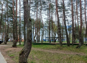 В парке у Автотор-Арены в Калининграде согласовали вырубку 37 деревьев