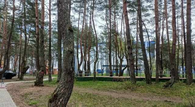 В парке у Автотор-Арены в Калининграде согласовали вырубку 37 деревьев