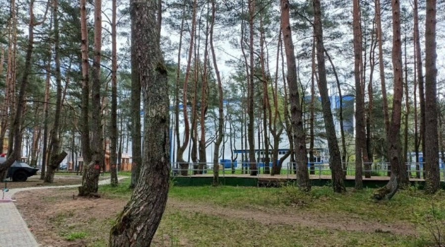 В парке у Автотор-Арены в Калининграде согласовали вырубку 37 деревьев