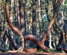 Танцующий лес