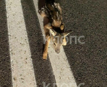 На Куршской косе водитель спас детёныша косули, лежавшего на двойной сплошной