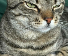 Кот Борис из калининградского кафе выздоровел после полугода лечения