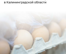 Калининградстат зафиксировал снижение цен производителей сельхозпродукции в июне