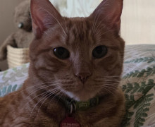 В поселке Малое Исаково ищут кота, пропавшего с улицы Молодежной