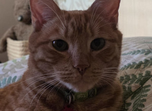 В поселке Малое Исаково ищут кота, пропавшего с улицы Молодежной