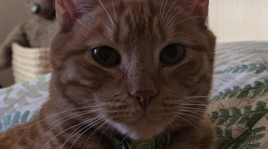 В поселке Малое Исаково ищут кота, пропавшего с улицы Молодежной