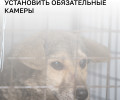 В калининградских приютах для животных могут установить видеонаблюдение