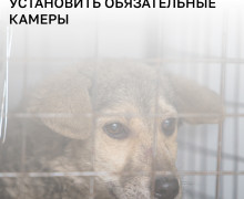 В калининградских приютах для животных могут установить видеонаблюдение