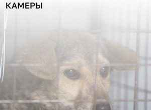В калининградских приютах для животных могут установить видеонаблюдение